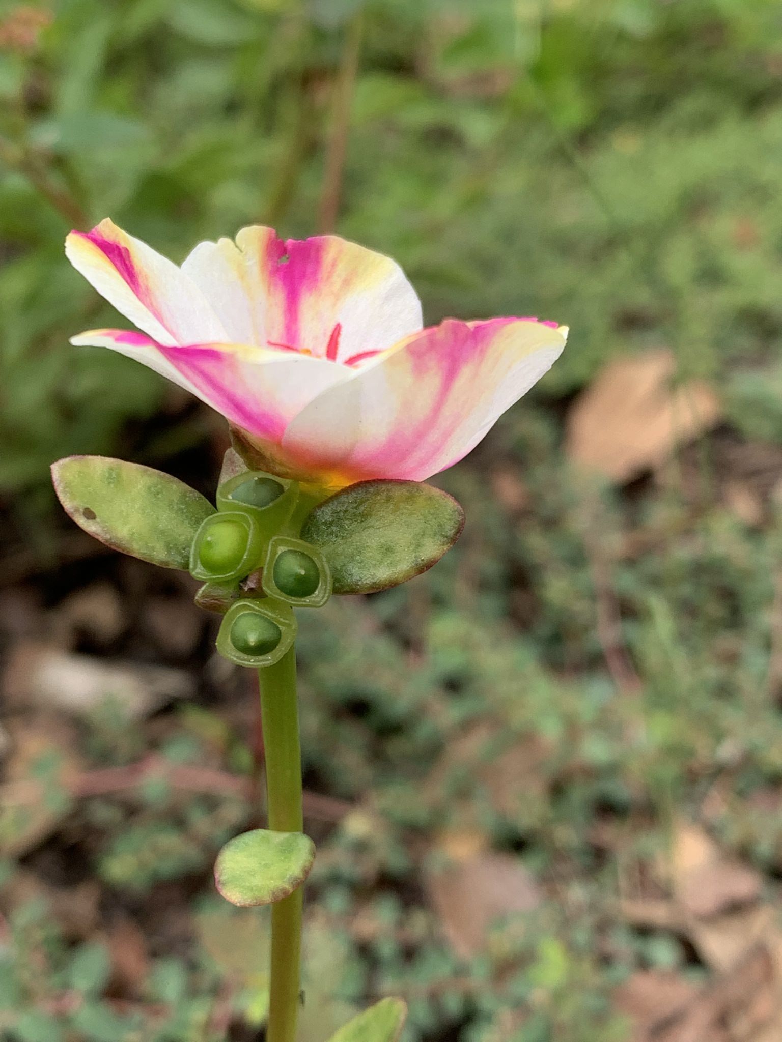 Portulaca umbraticola